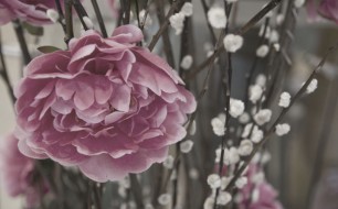 Dusky Rose