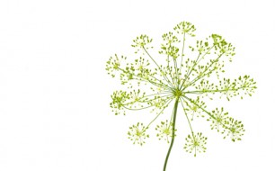 Chartreuse