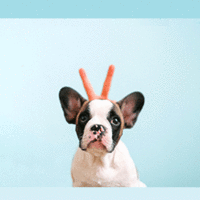 5895_bouq.original.gif