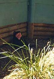 Tasmania Devil
