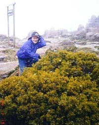 Snowing in Hobart City
