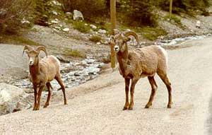 Big horn Sheep Having the Right of Way