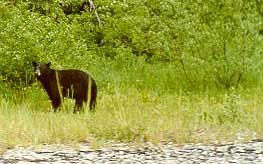 A Black Bear cub scouring for food