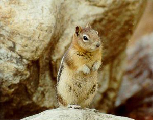 Golden-mantled Ground Squirrel