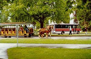 Horse Carriage at Stanley Park