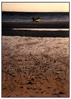 Beach at low tide