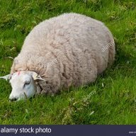 sleepysheepy