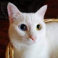 MichTerry
