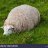 sleepysheepy