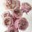 Rosepeaches